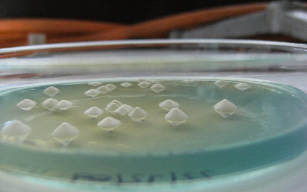 Taller teórico-práctico «La cerveza bajo el microscopio»